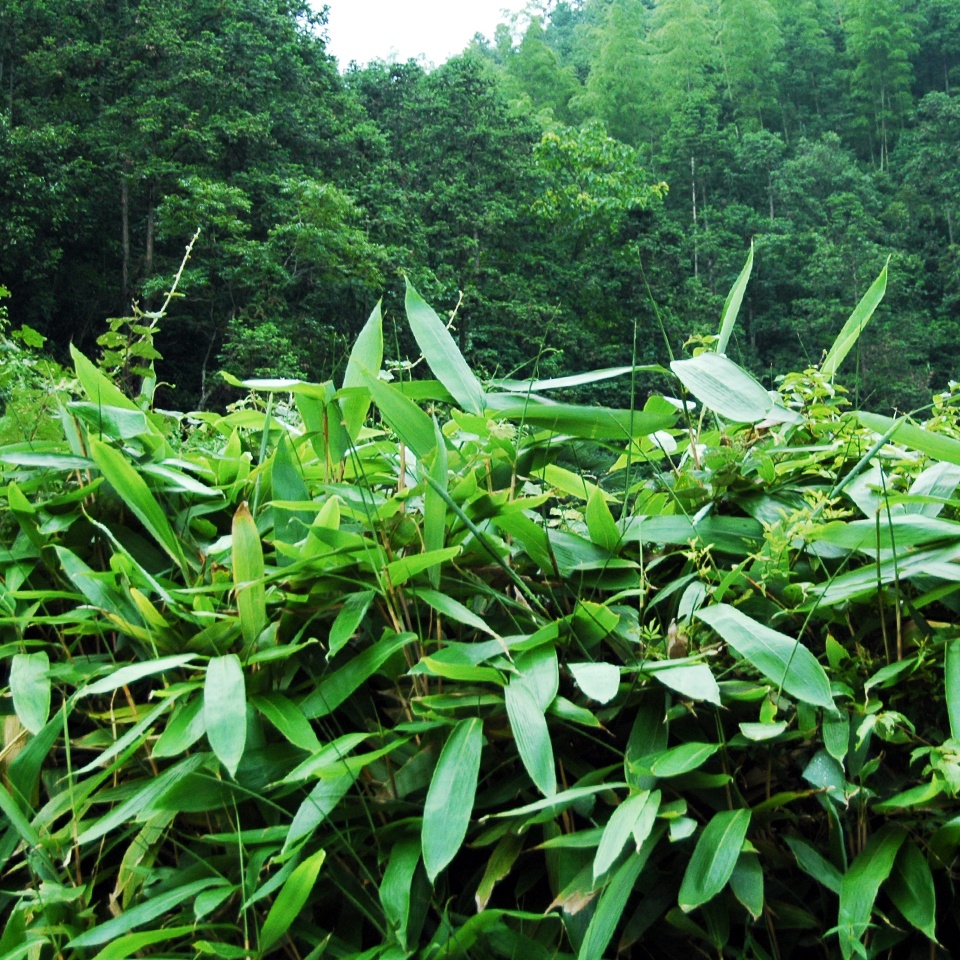 箬葉是純天然的優(yōu)質(zhì)食材